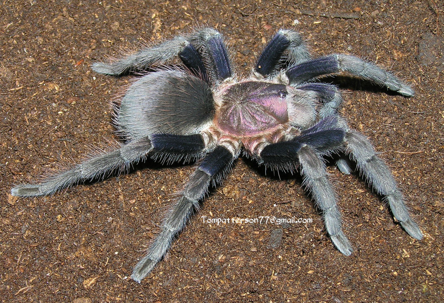 Theraphosinae sp. “Roatán” 1/4”