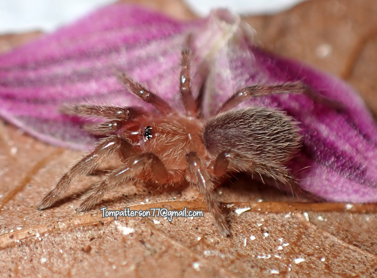 Anqasha picta 1/4”
