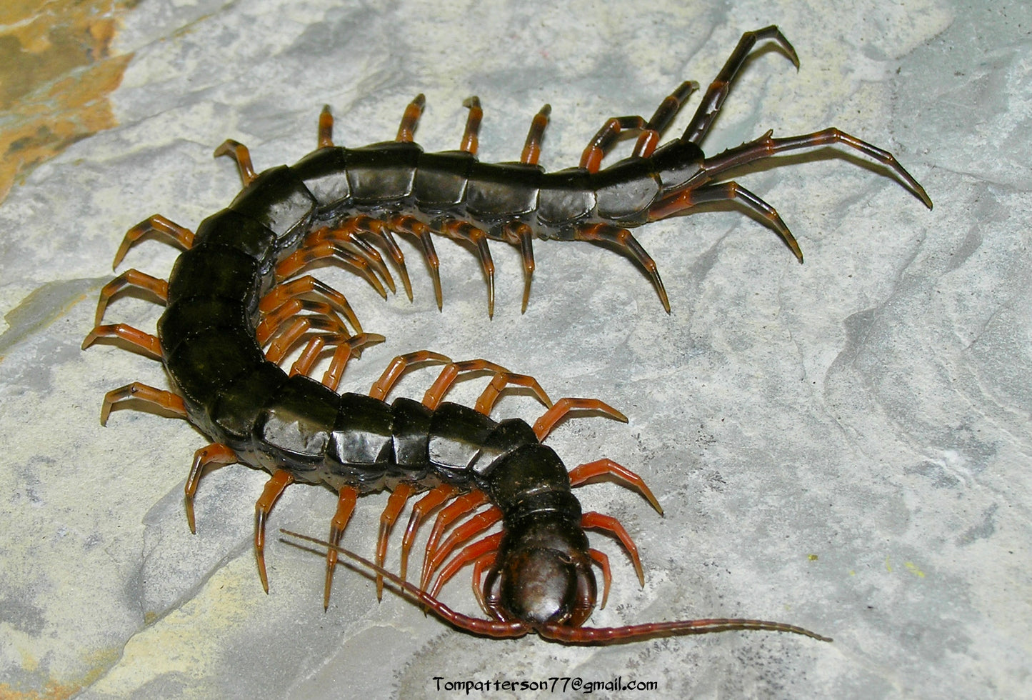 Scolopendra hainanum 4” - 5”