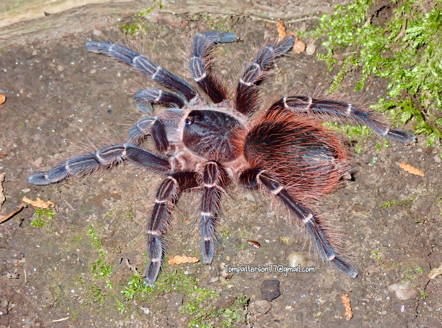 Acanthoscurria chacoana 1/4”