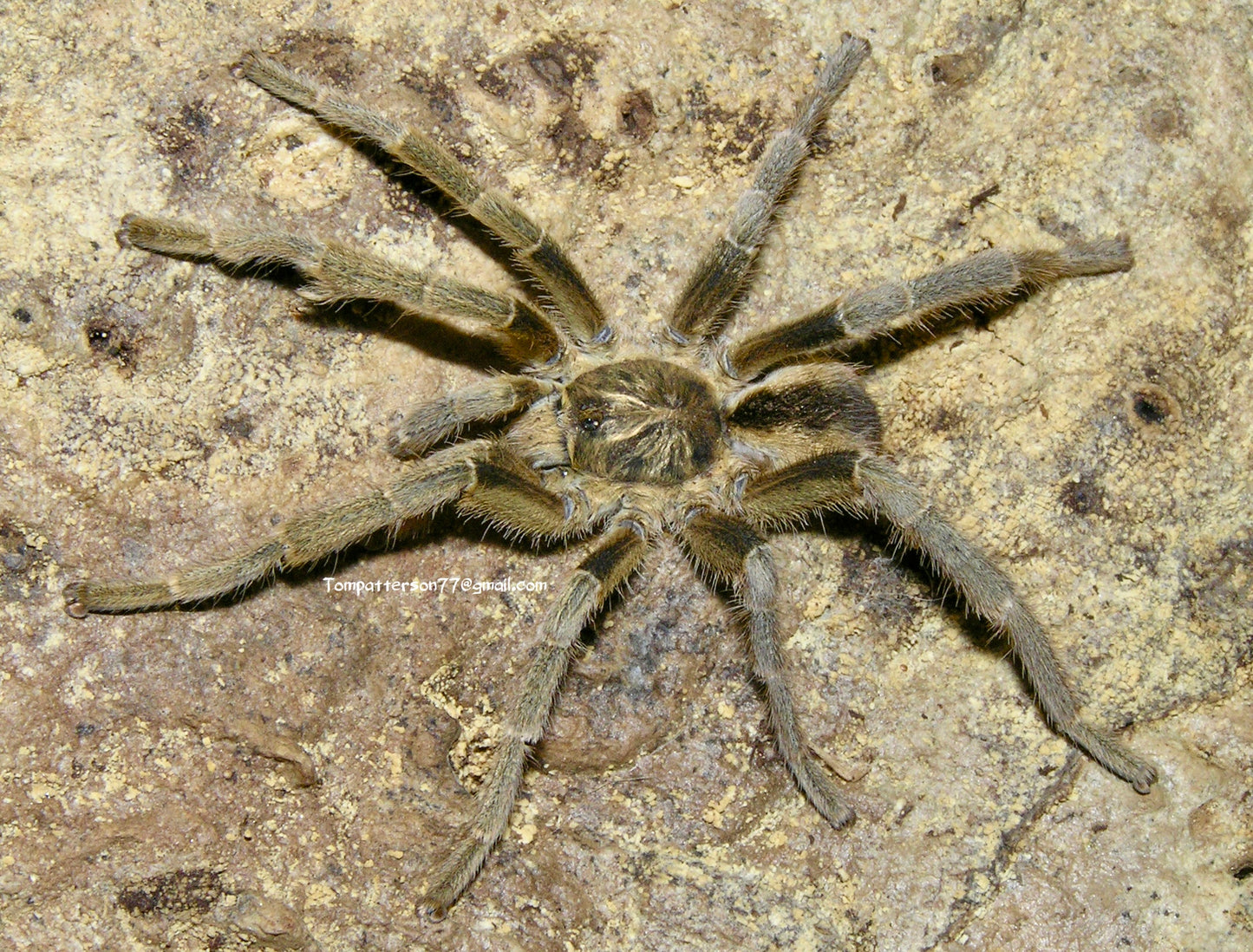 Eucratoscelus pachypus 1/2”