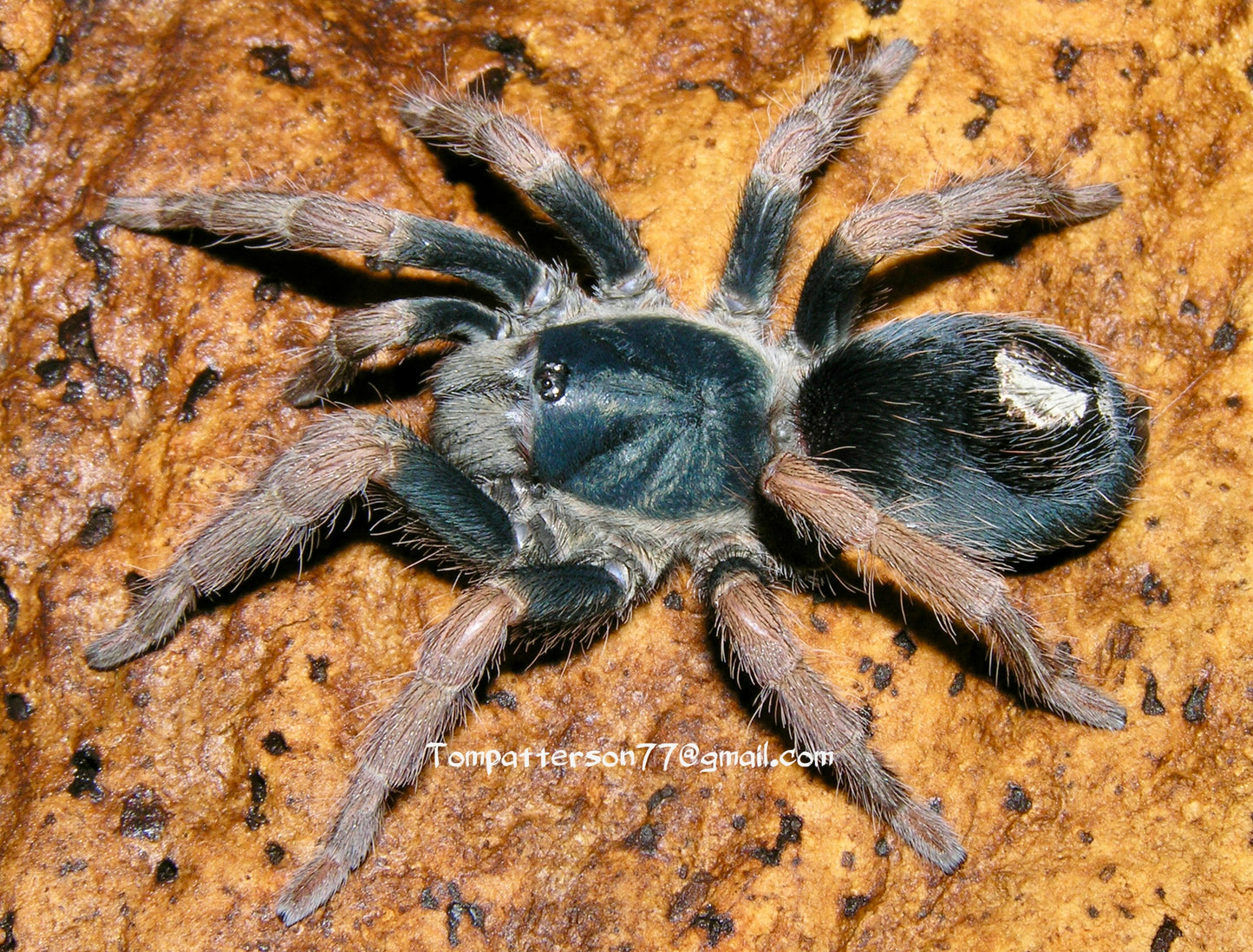 Kochiana brunnipes 1/4”