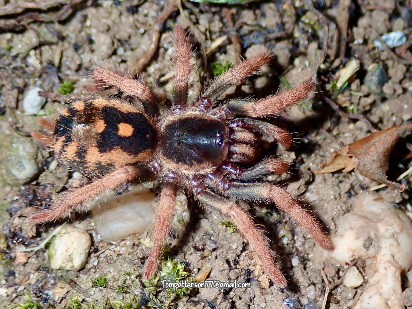 Hapalopus vangoghi 2”