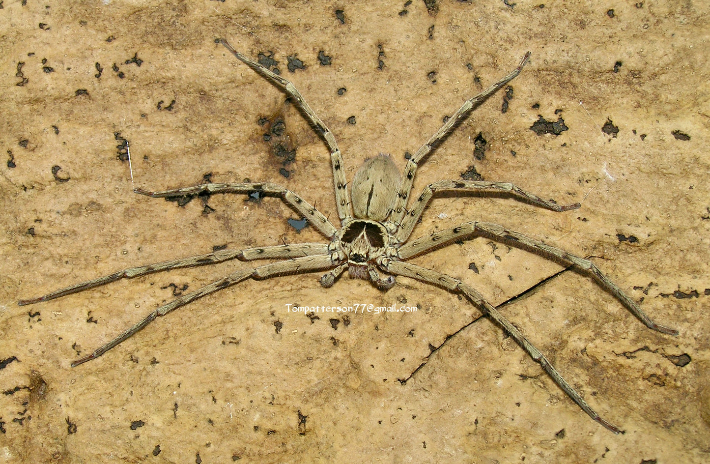 Heteropoda venatoria 2”