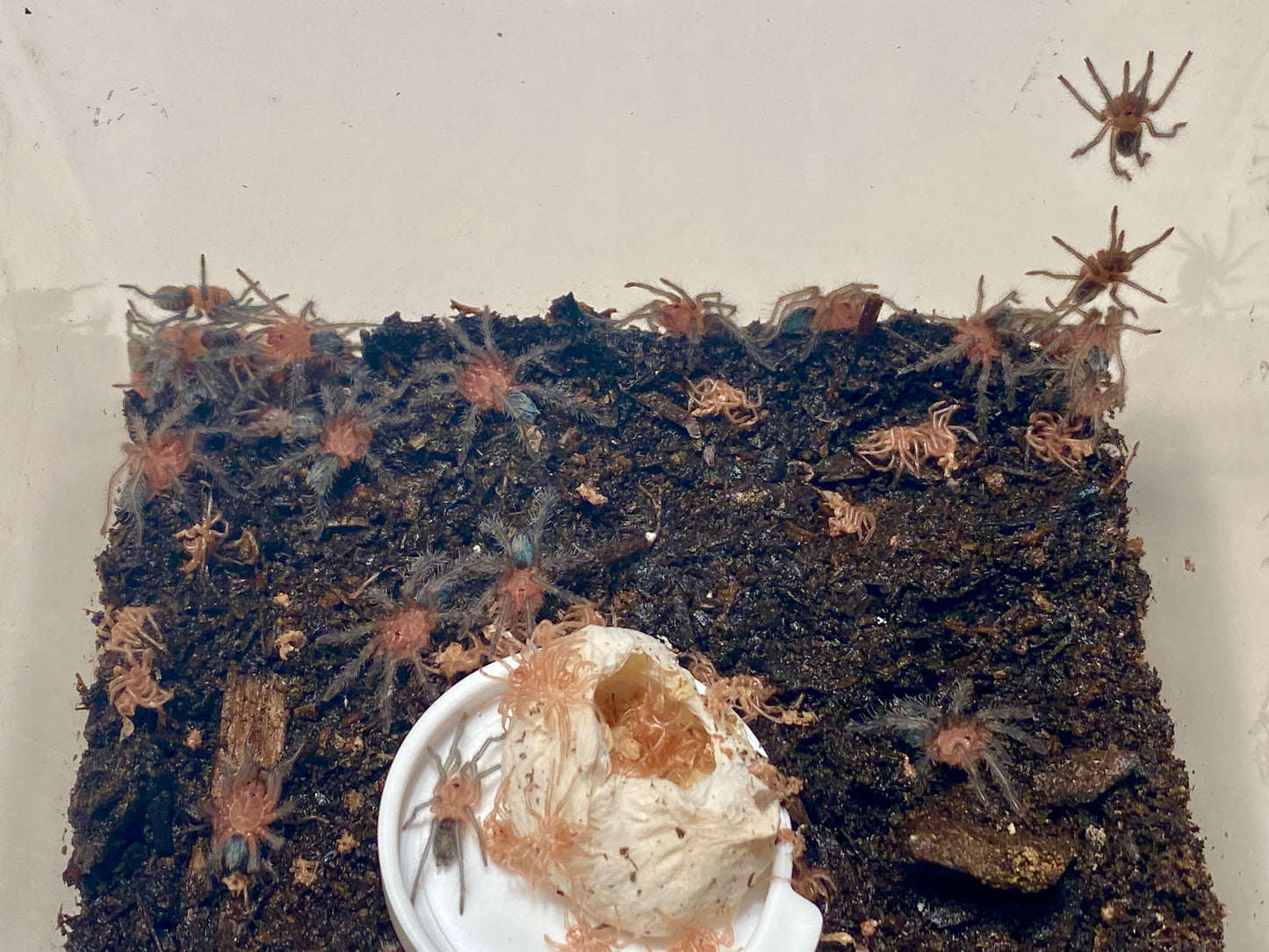 Theraphosinae sp. "Monte Carmelo" 1/2”