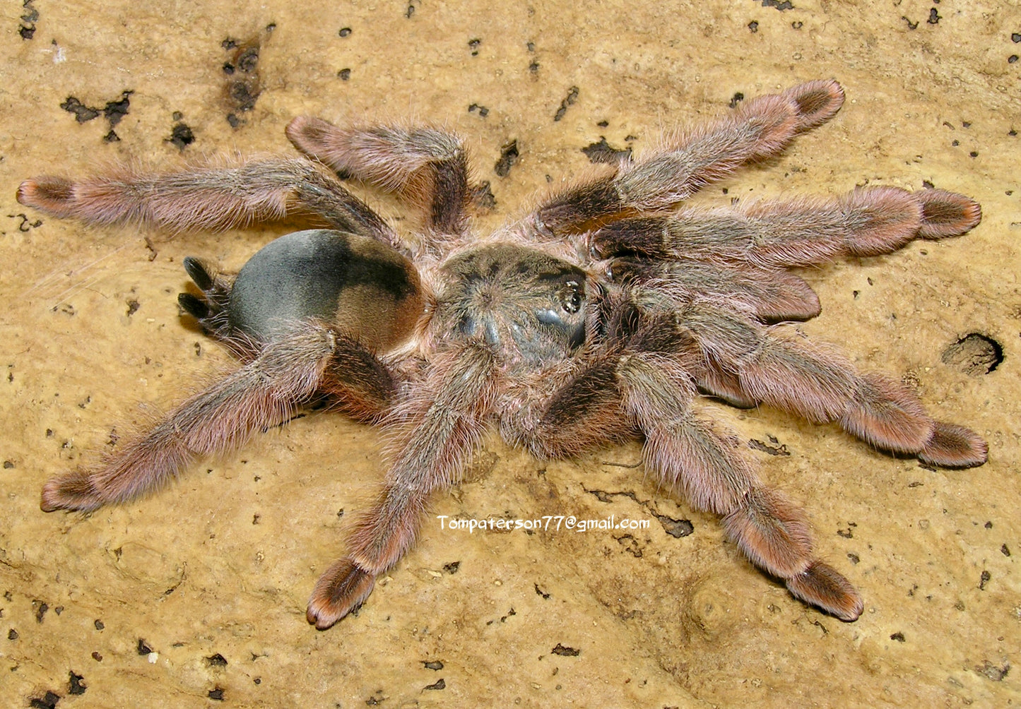Psalmopoeus emeraldus 4” (suspected female)