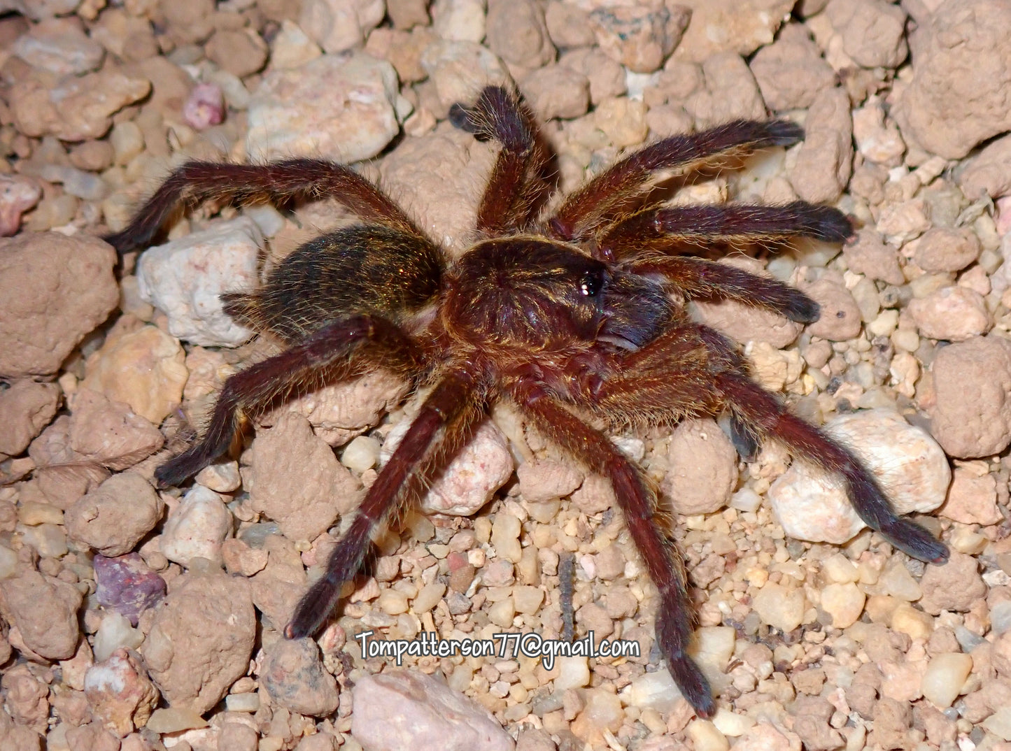 Harpactira baviana 3/4”