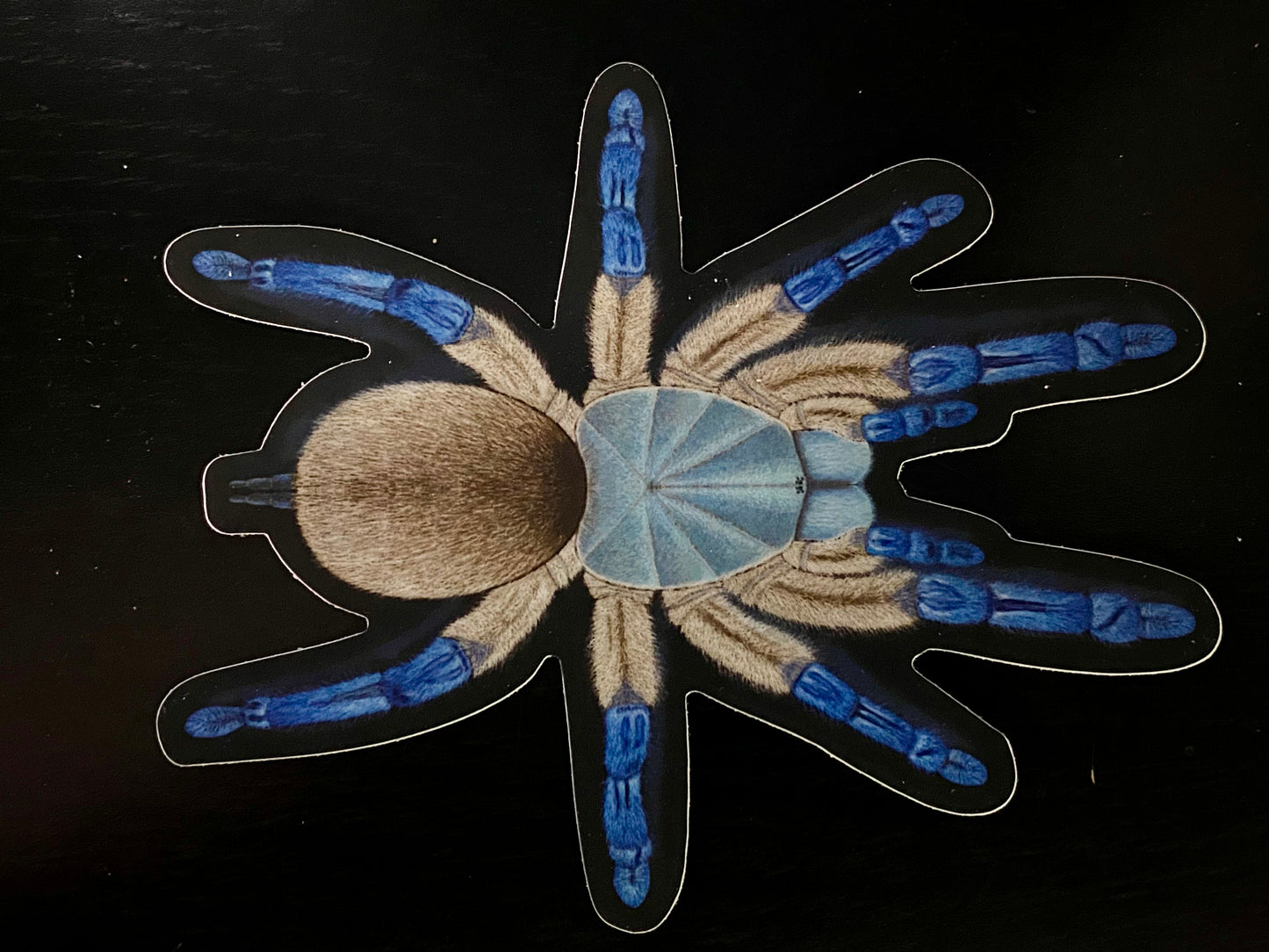 5” Vinyl stickers (M. balfouri)