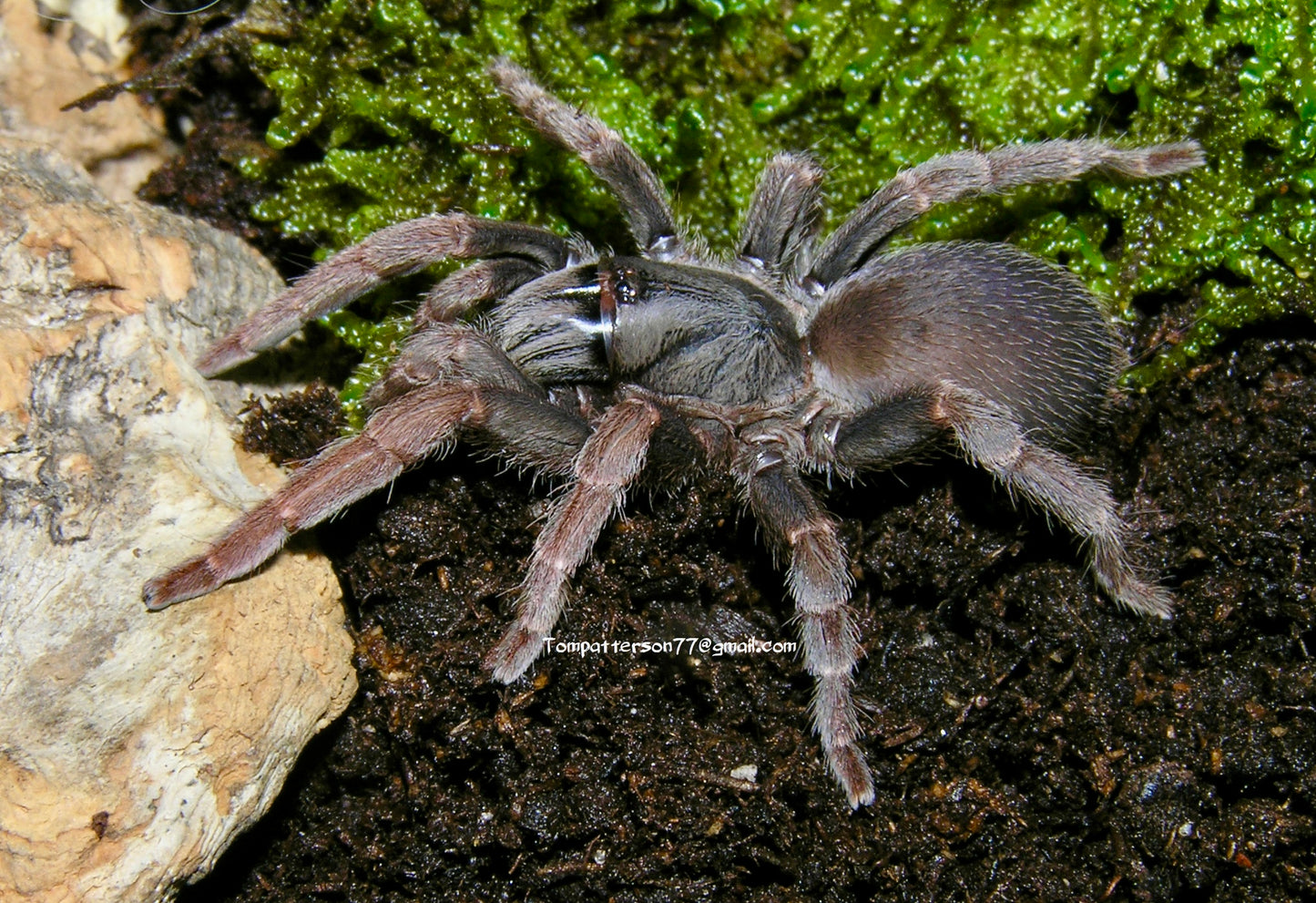 Phlogiellus sp. Rusty leg 1/4”