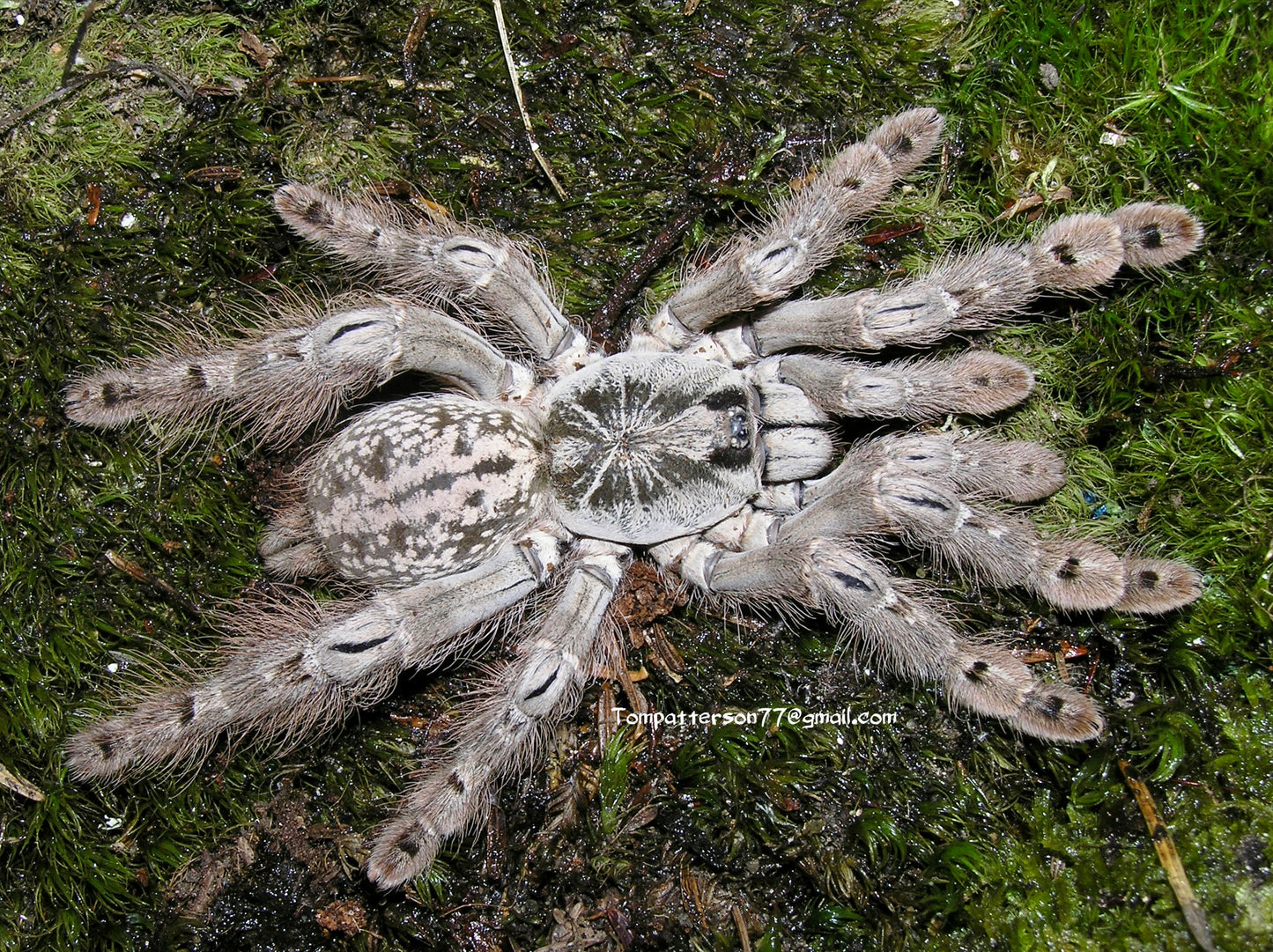 Heteroscodra maculata 3/4”