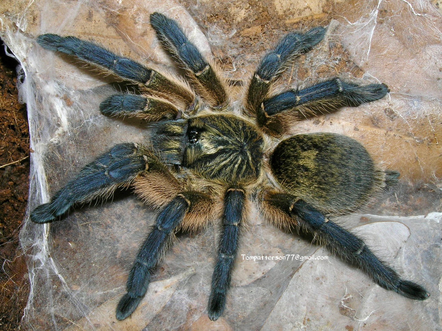 Harpactira pulchripes 3/4”