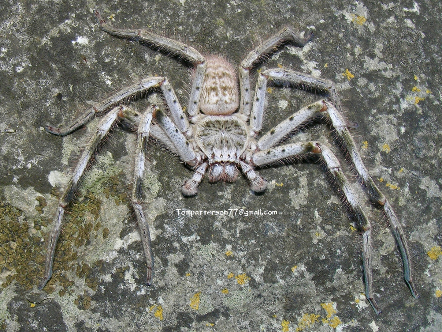 Holconia murrayensis 1/4”