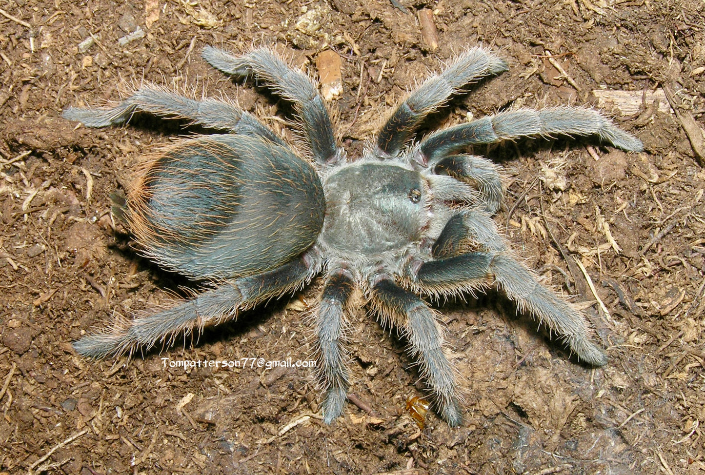 Aphonopelma madera 1/4”