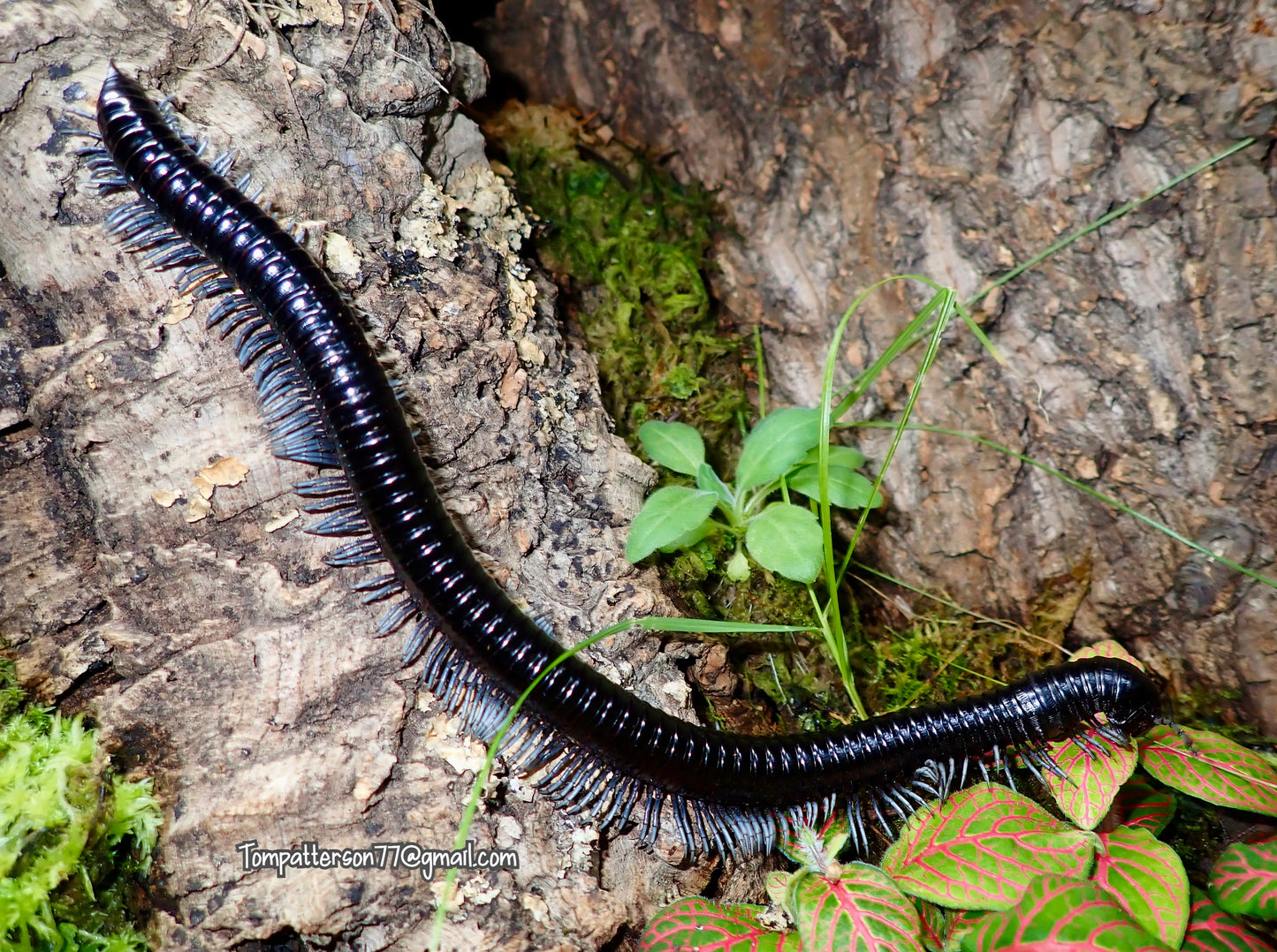 Alienostreptus bicoloripes “Giant Silver Ghost Rider millipede” 8” - 10”