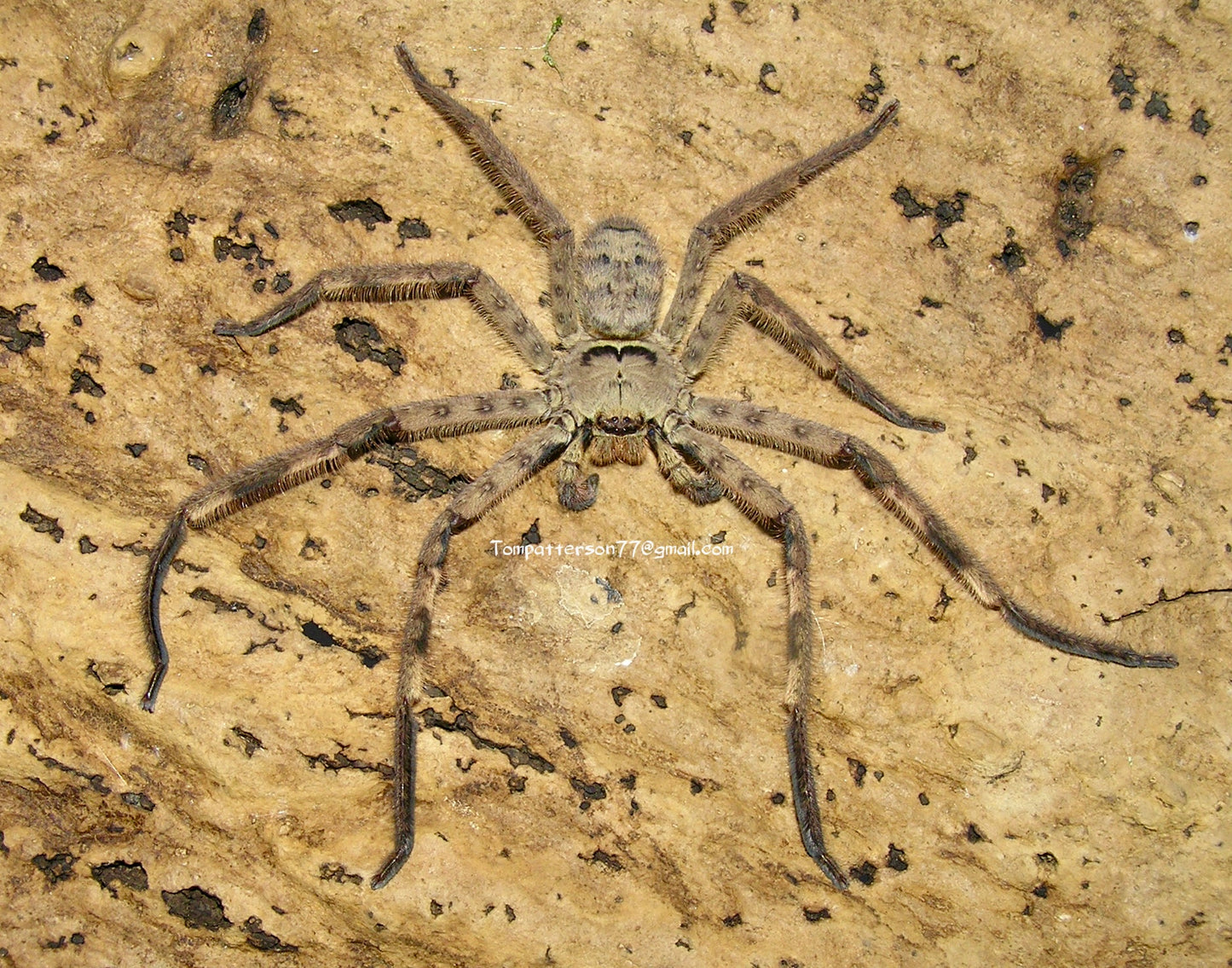 Barylestis occidentalis 3” - 4” females