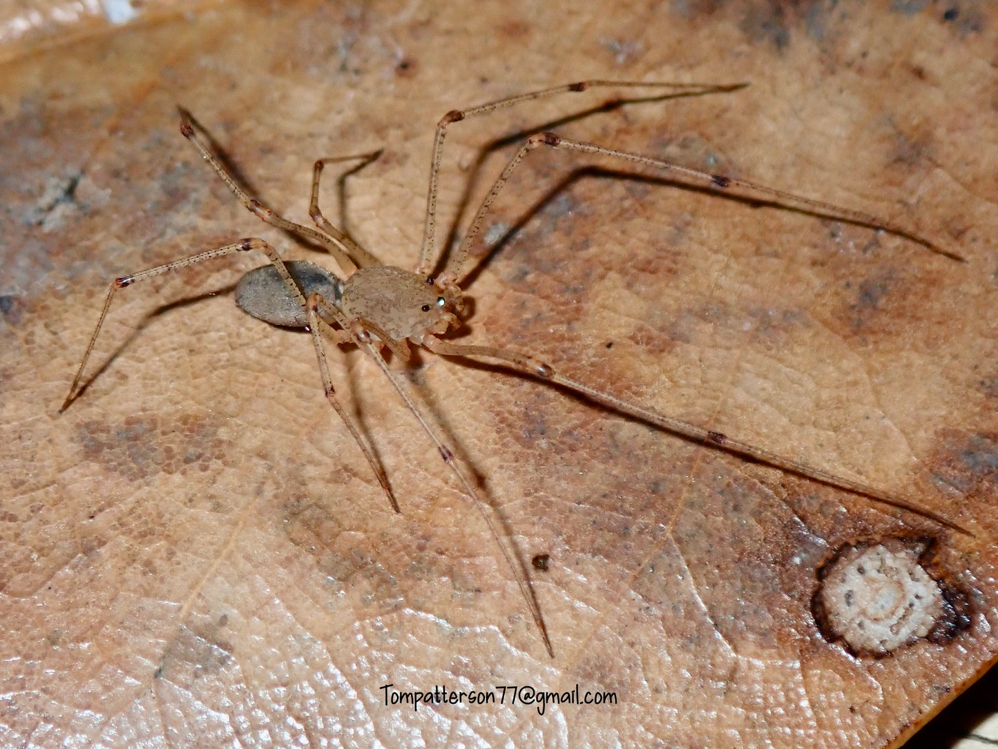 Scytodes longipes 1”