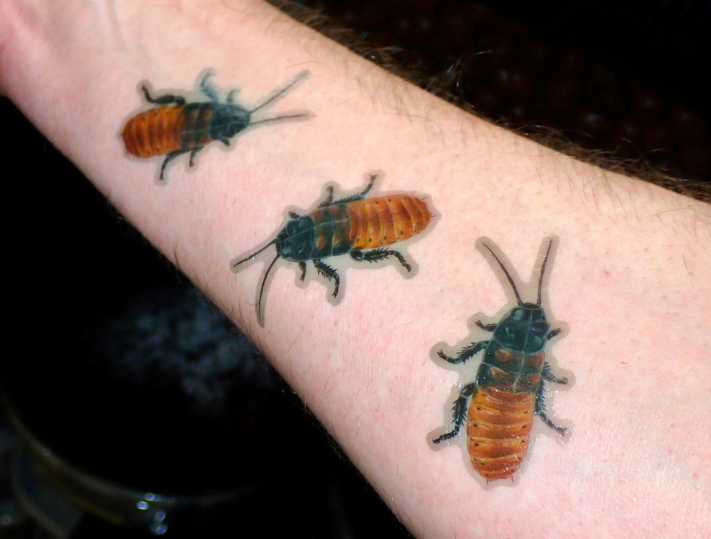 Temporary tattoo (2” hissing roach pack of 3)