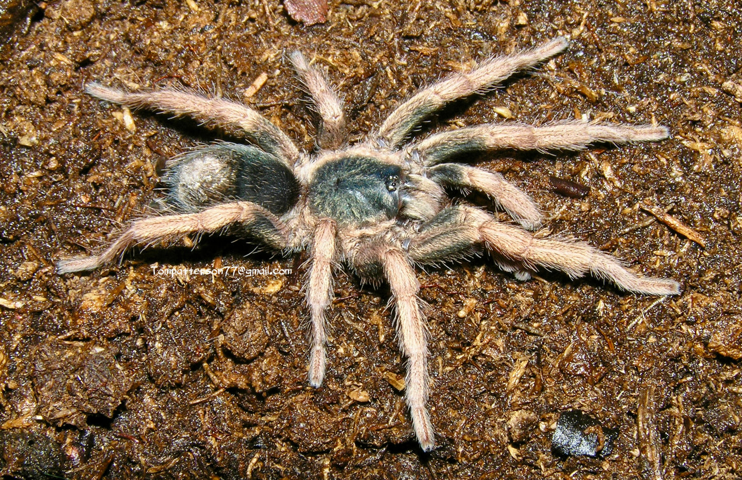Kochiana brunnipes 1/4”
