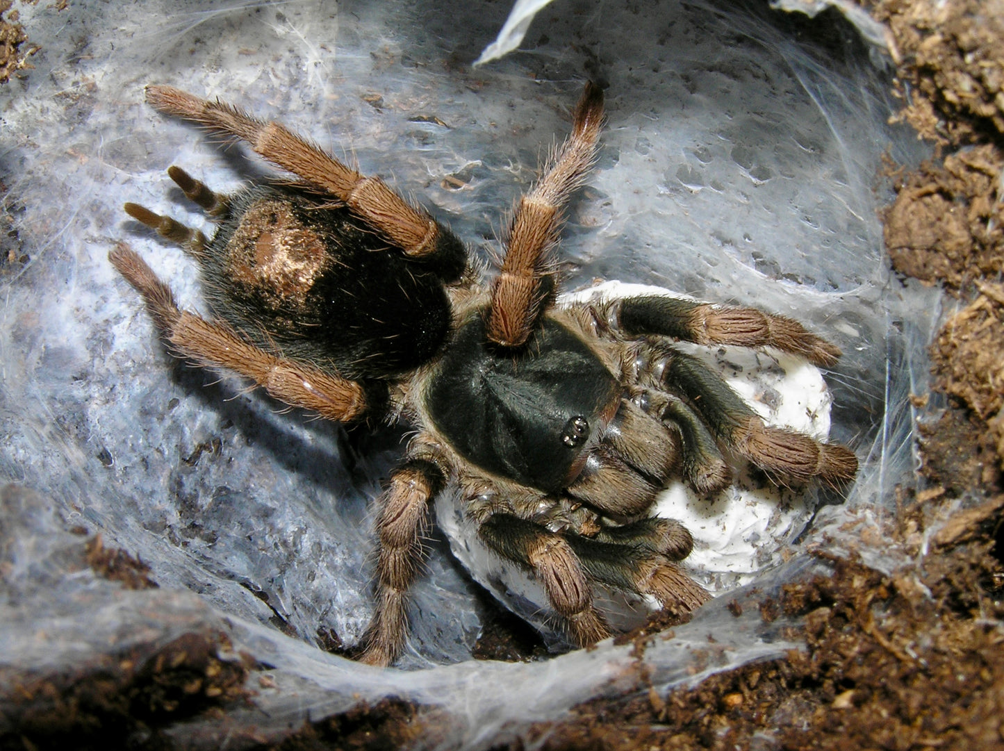 Kochiana brunnipes 1/4”