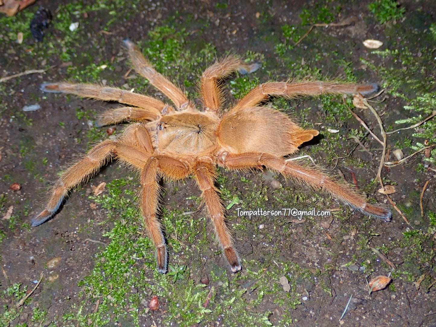 Chilobrachys sp. “Uthai Thani orange”