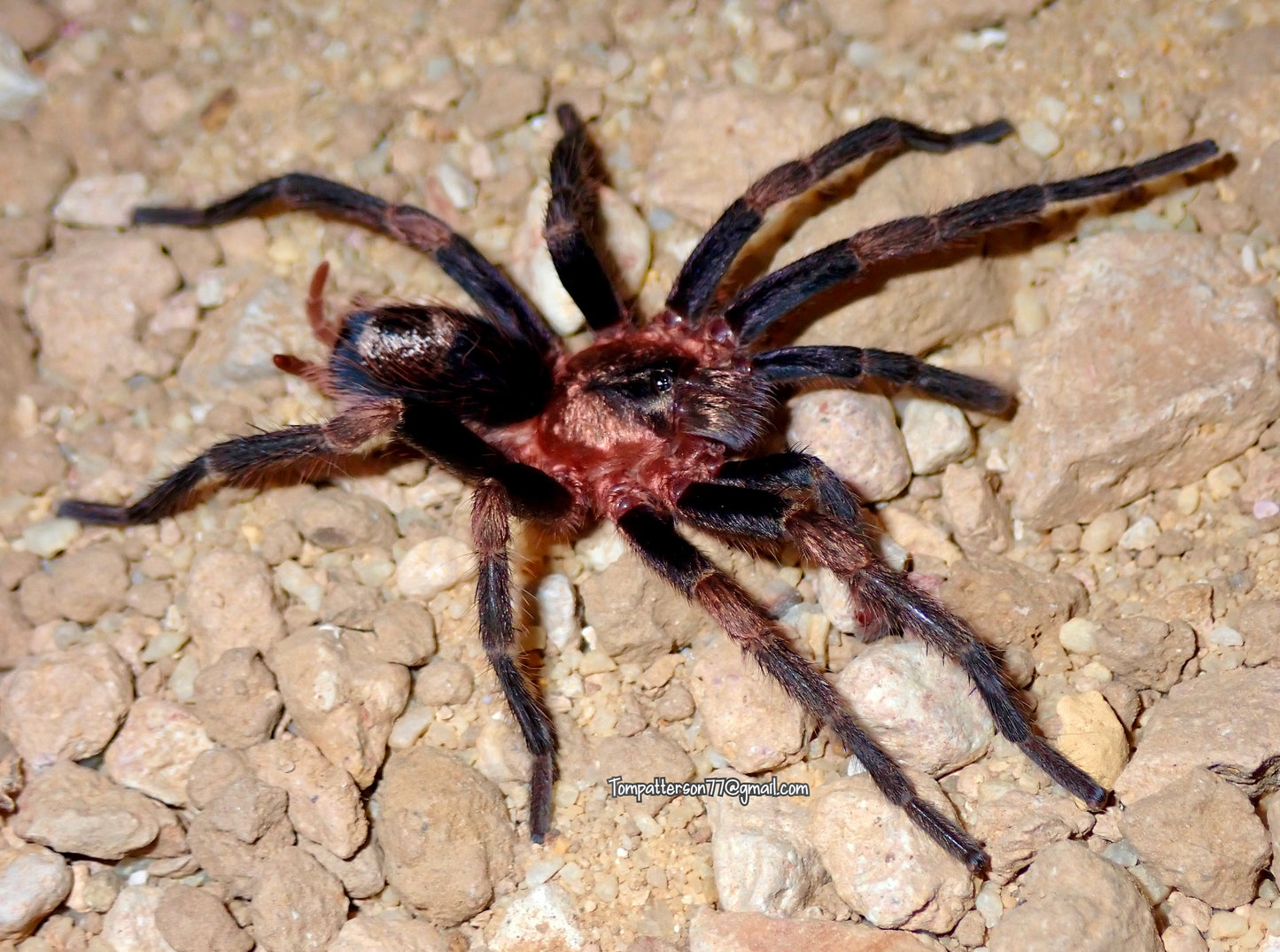 Cardiopelma mascatum 1/4”