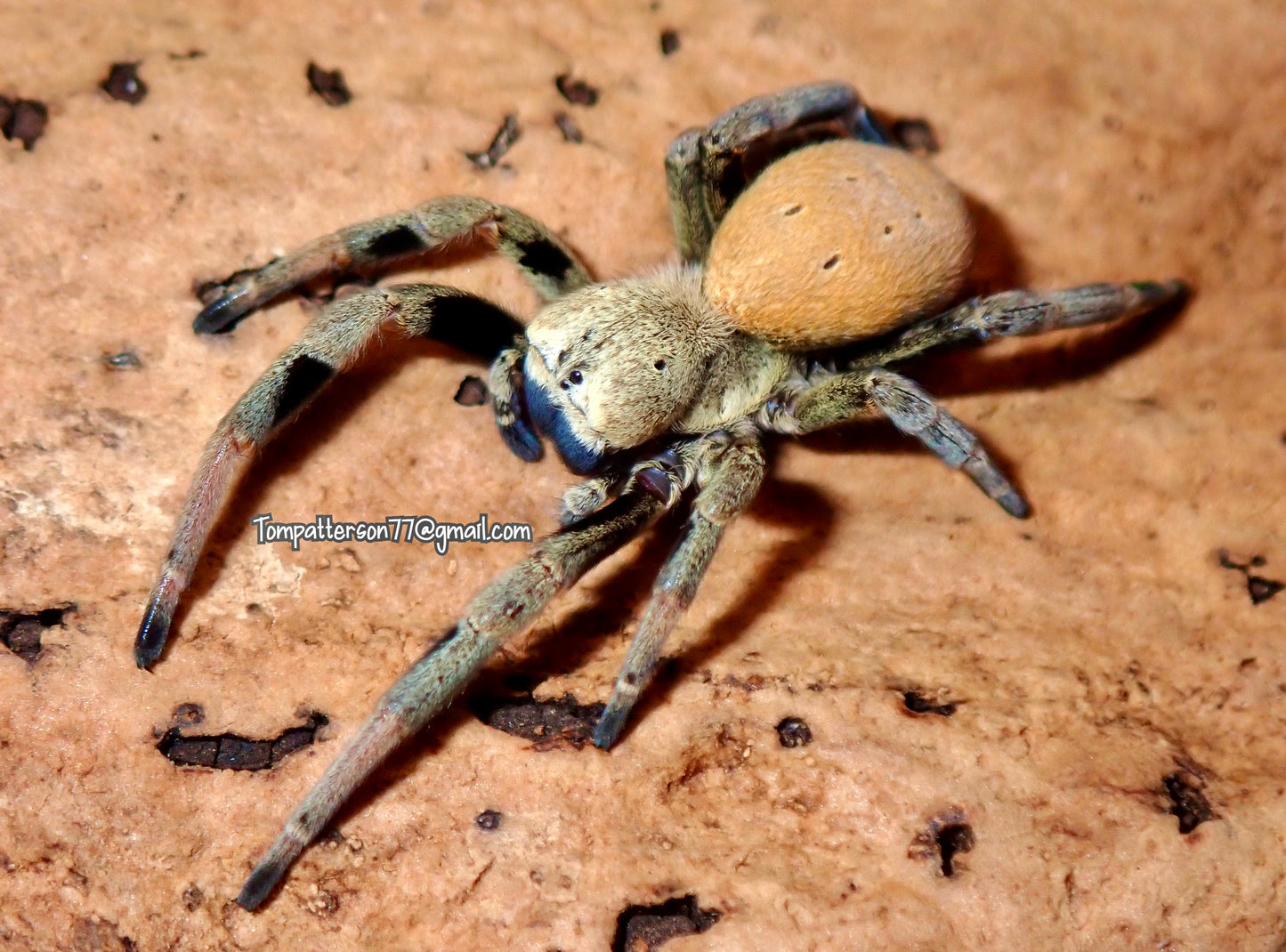 Stegodyphus tibialis 1/2” - 1”