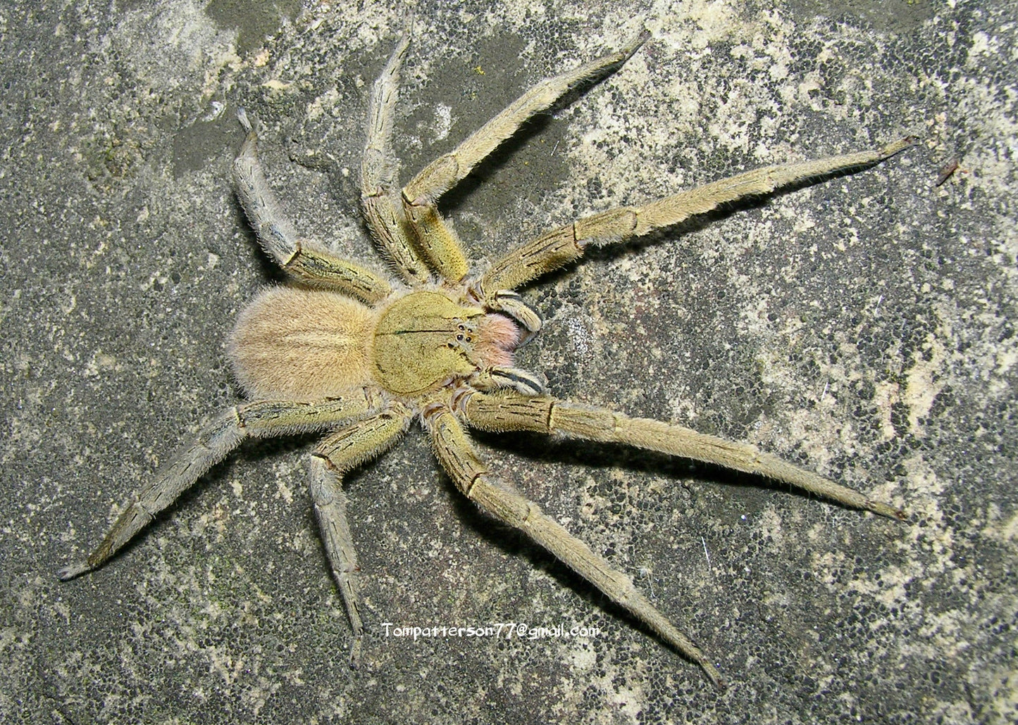 Phoneutria depilata 1/4”