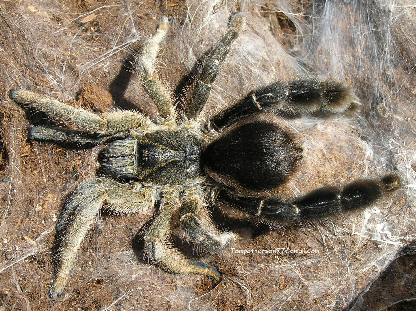 Eucratoscelus pachypus 1/2”