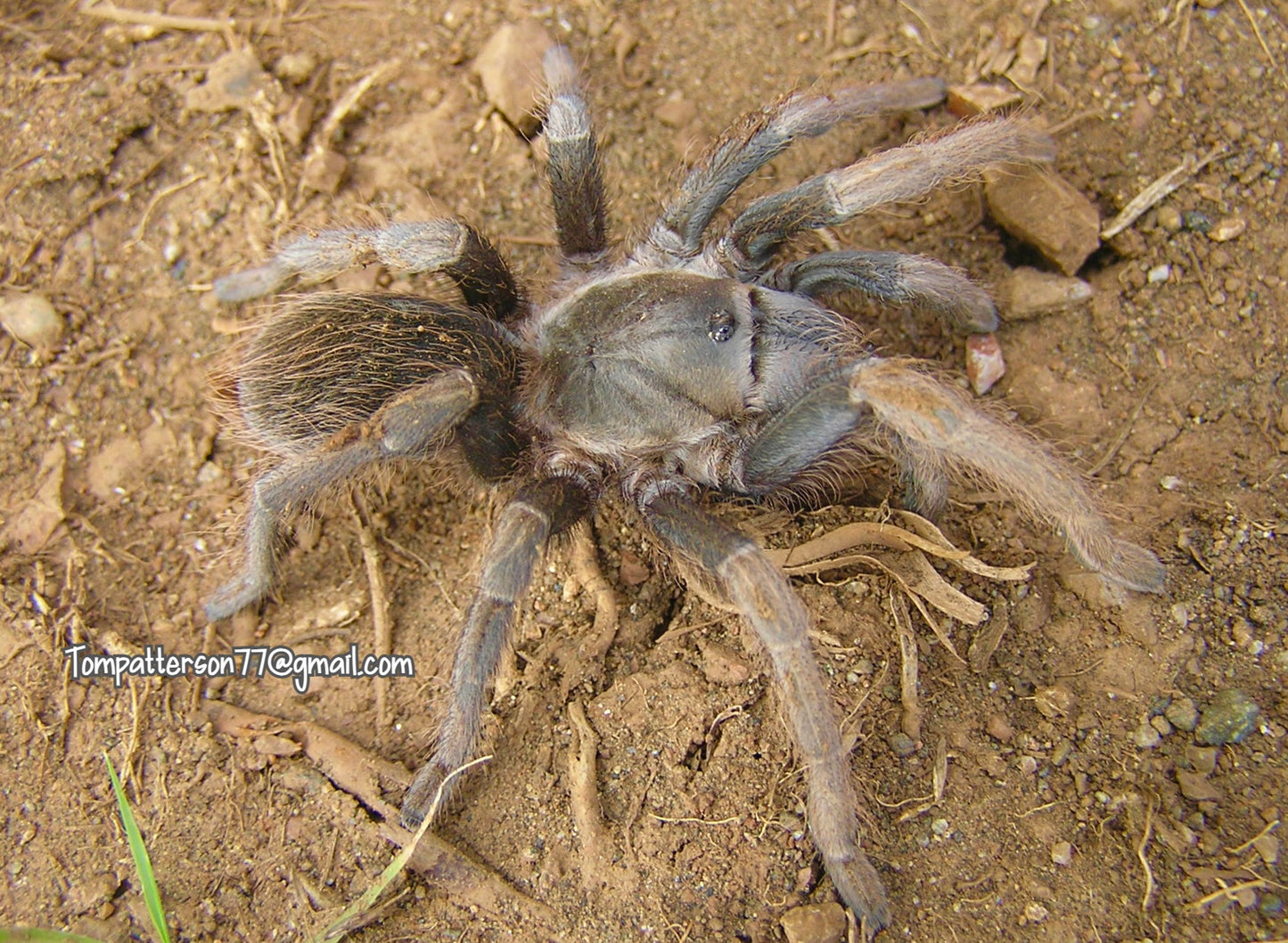 Sandinista lanceolatum 1/2”