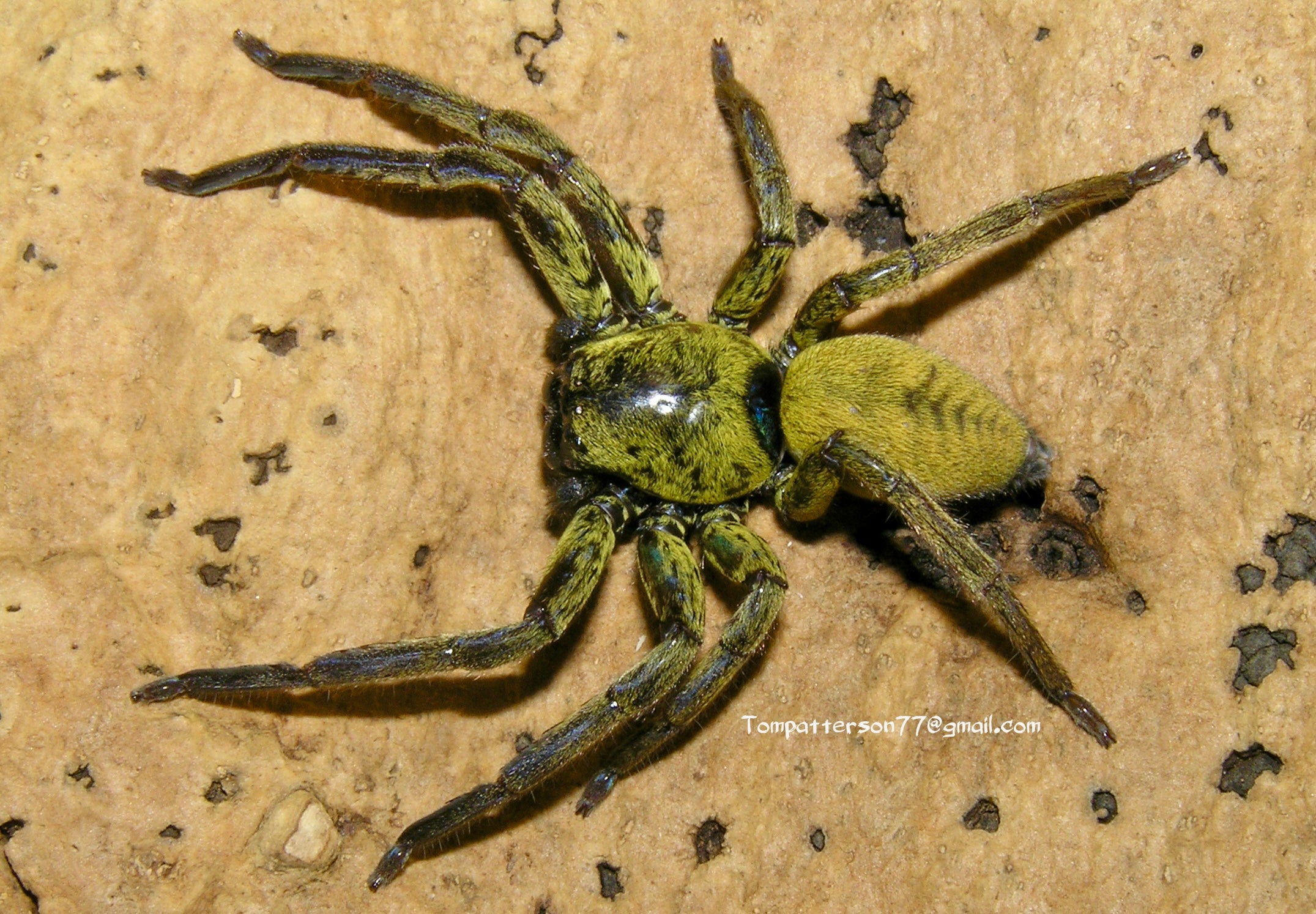 グレシプ SPIDER まとめ売り 大量 Thelcticopis severa 2” – Hardcore Arachnids