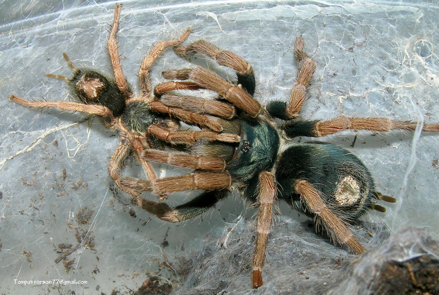 Kochiana brunnipes 1/4”