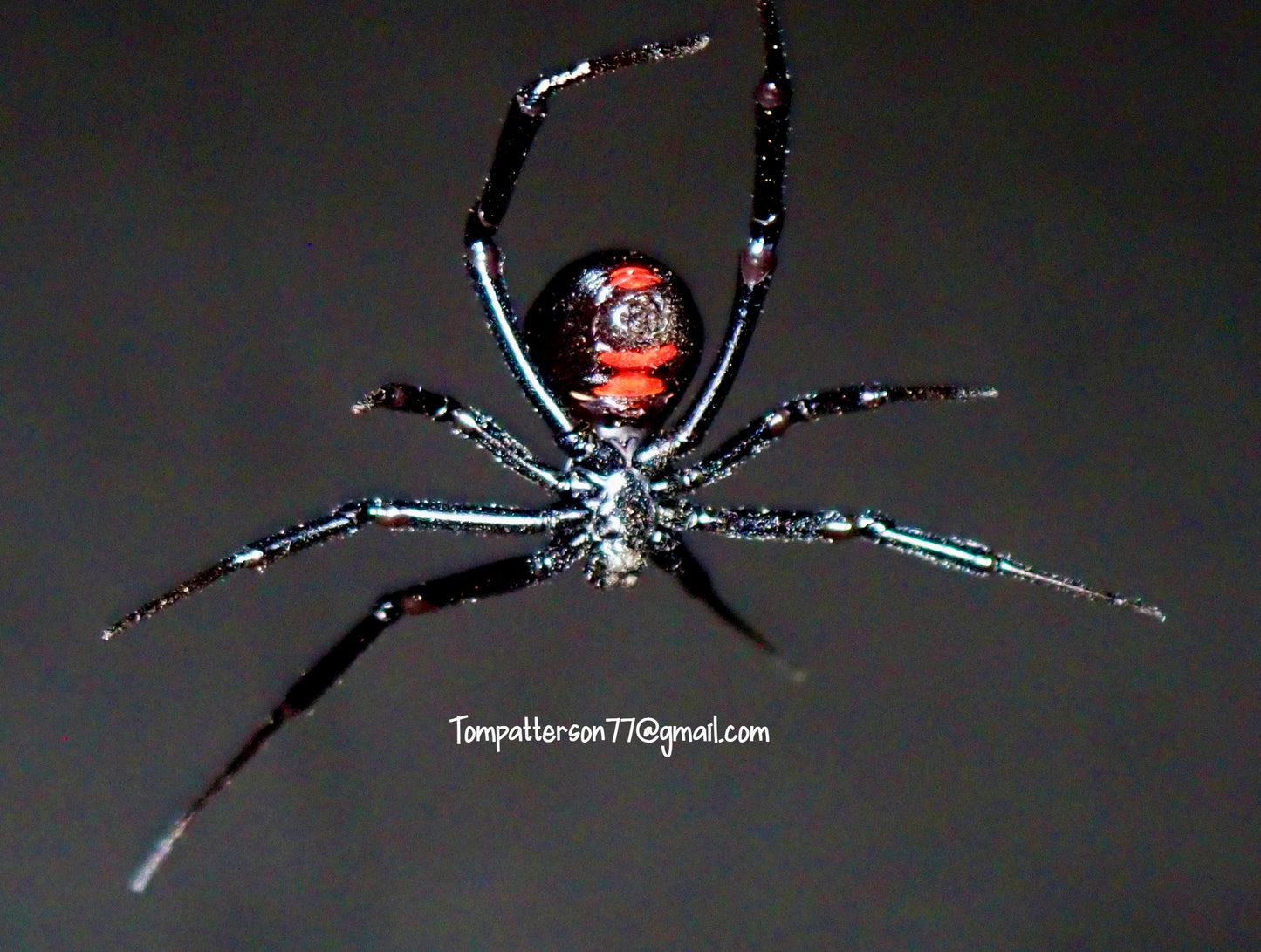 Latrodectus mactans 1”