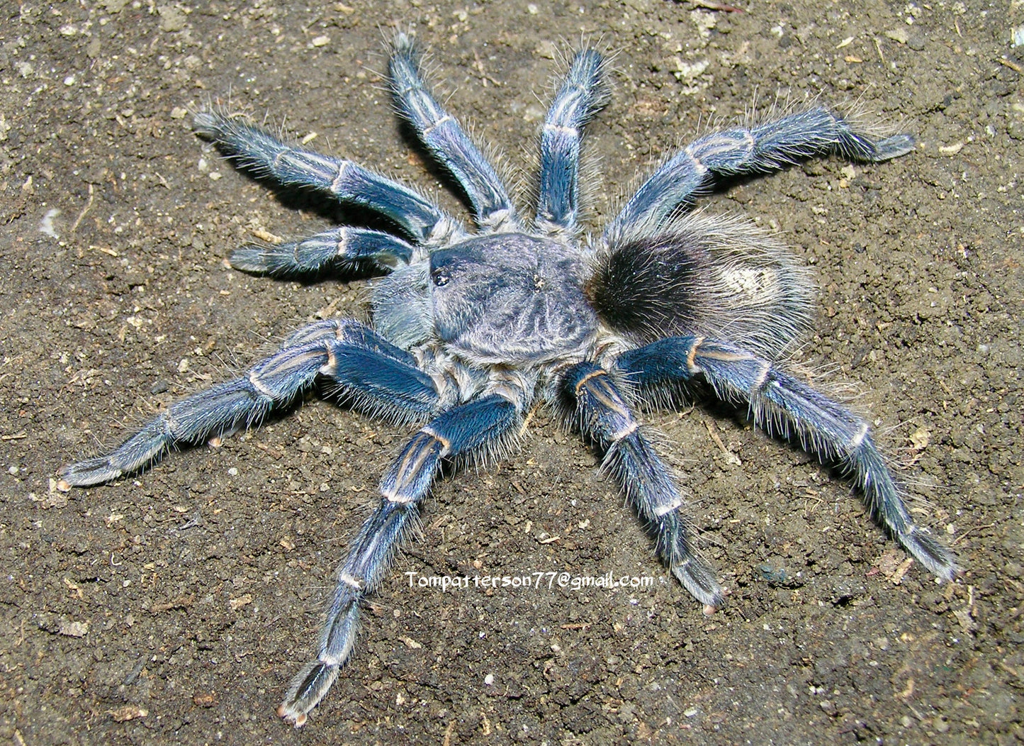 Warmiru lagunas (ex. Thrixopelma lagunas) 1/4”