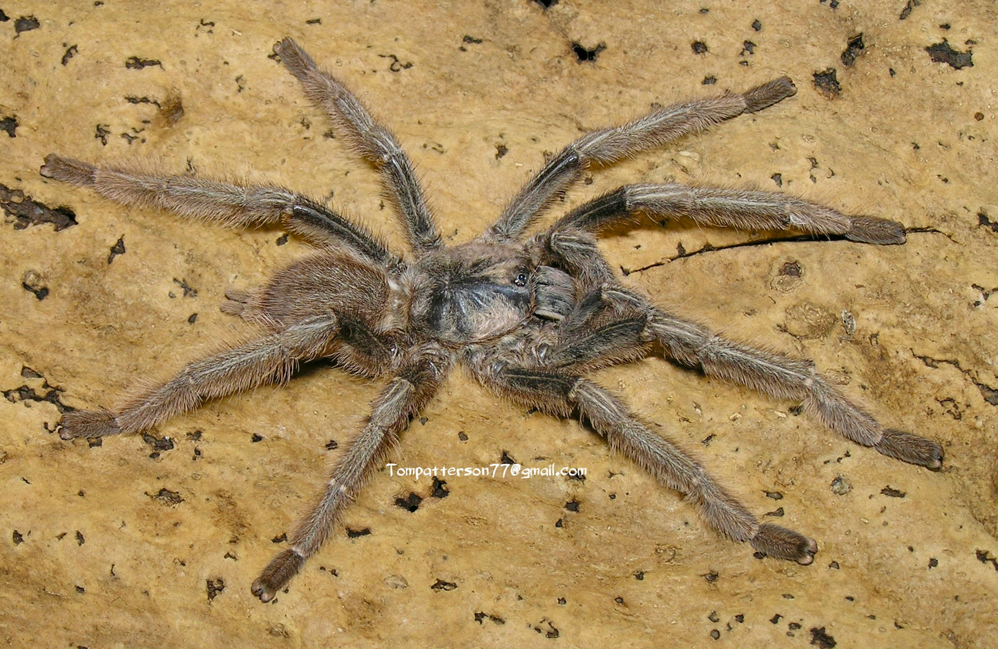 Phormingochilus hatihati