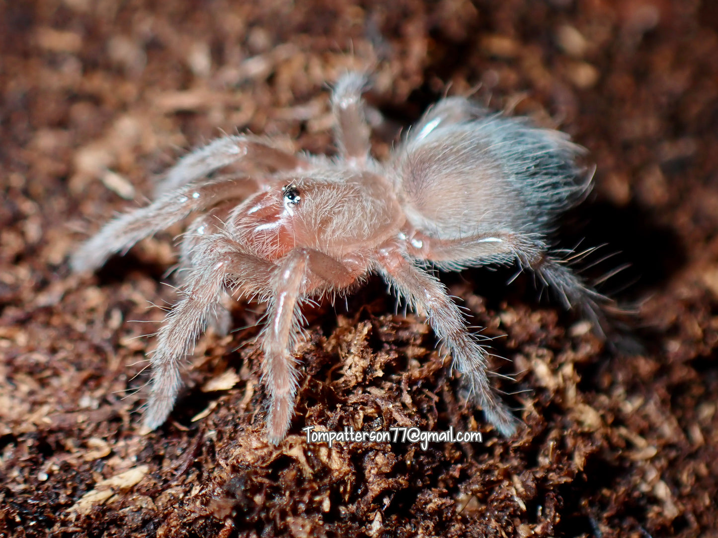 Eupalaestrus larae 1/4”