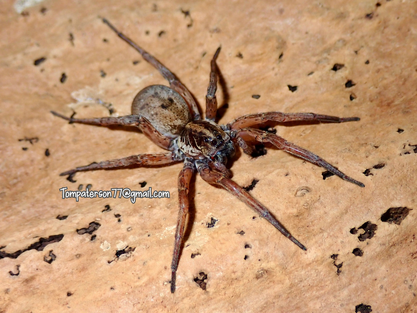 Hogna lenta (North Carolina local) 1”