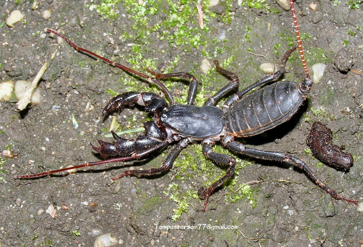 Mastigoproctus floridanus