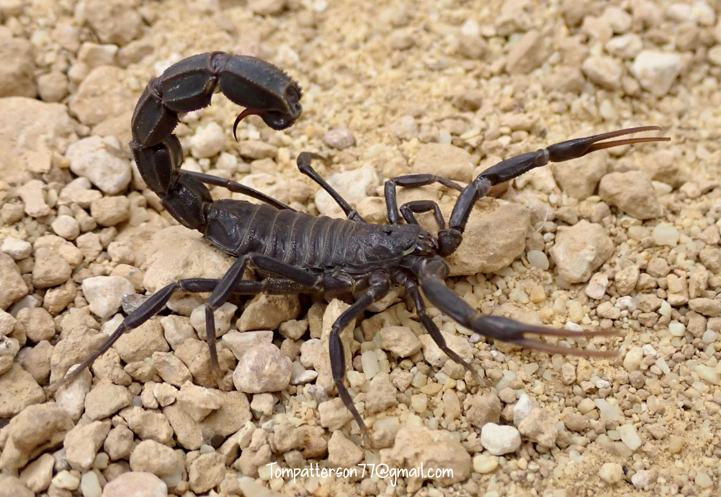 Androctonus liouvillei 'Figuig'