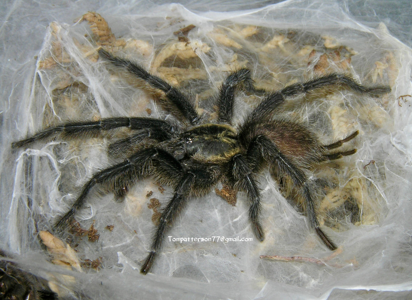 Heterothele sp. villosela 1”