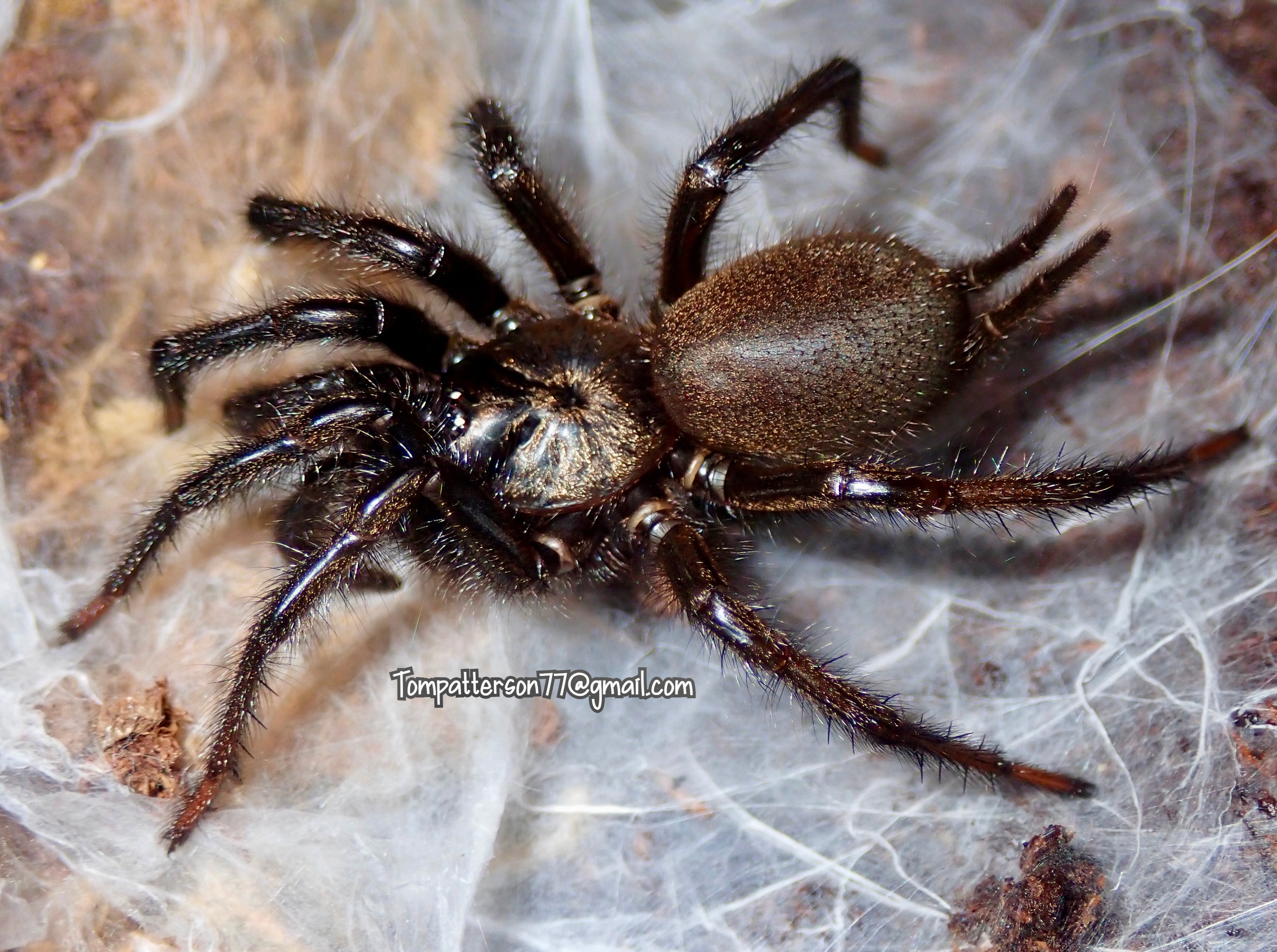 Vacrothele palpator (ex. Macrothele) 1” - 2” – Hardcore Arachnids