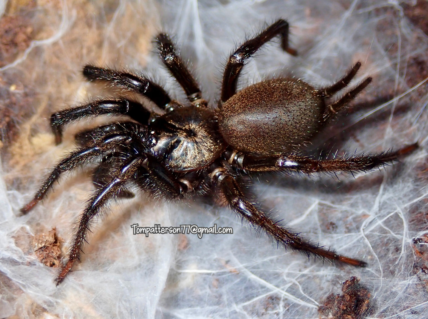 Vacrothele palpator (ex. Macrothele) 1” - 2”