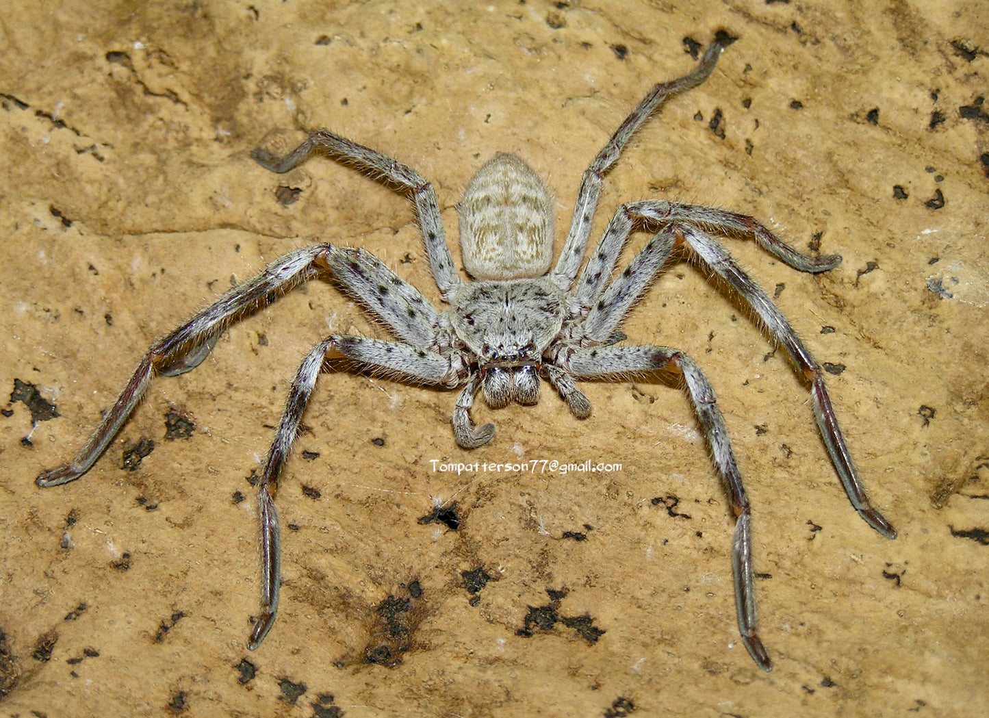 Holconia murrayensis 1/4”
