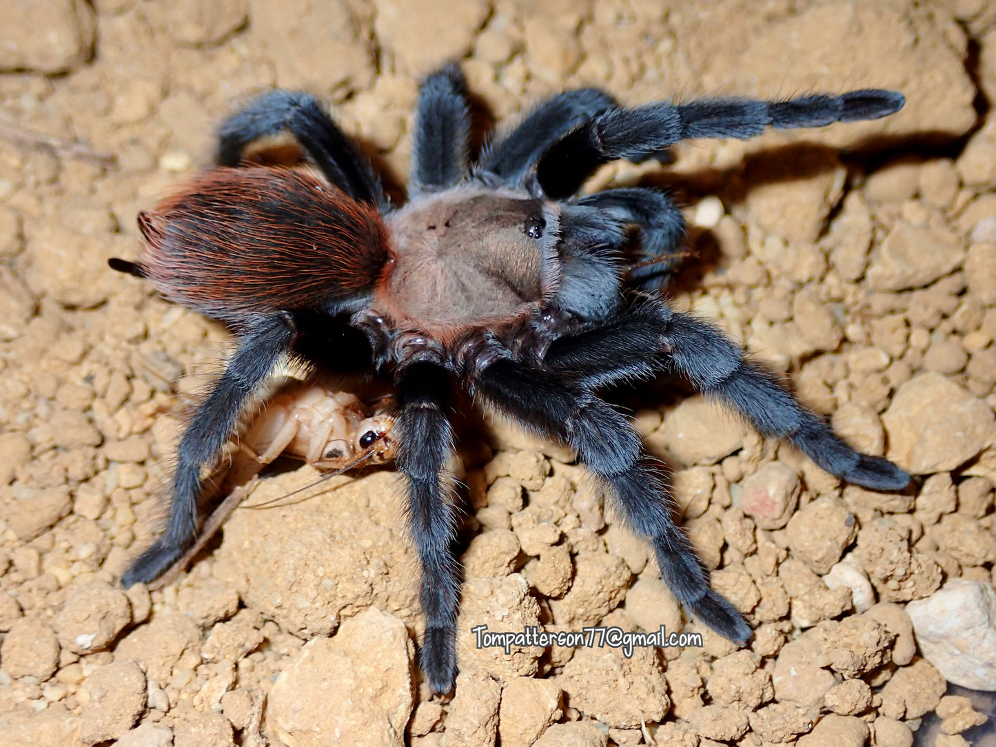 Aphonopelma anax females