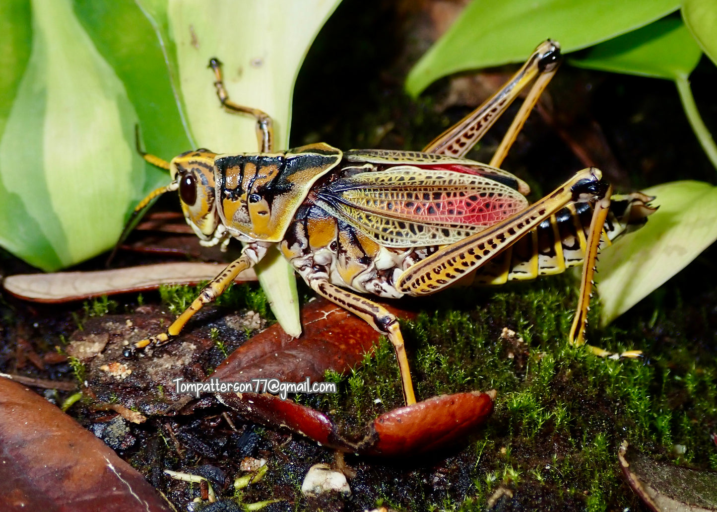 Romalea microptera 3”