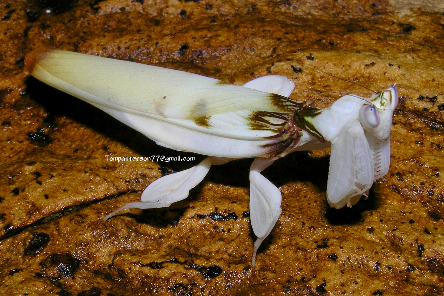 Hymenopus coronatus “Orchid mantis” 2nd - 3rd instar
