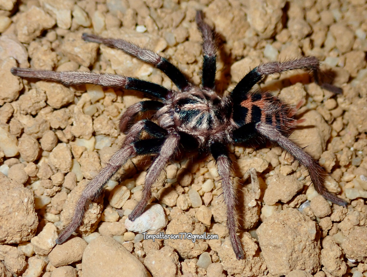 Davus sp. Chiapas 1/4”