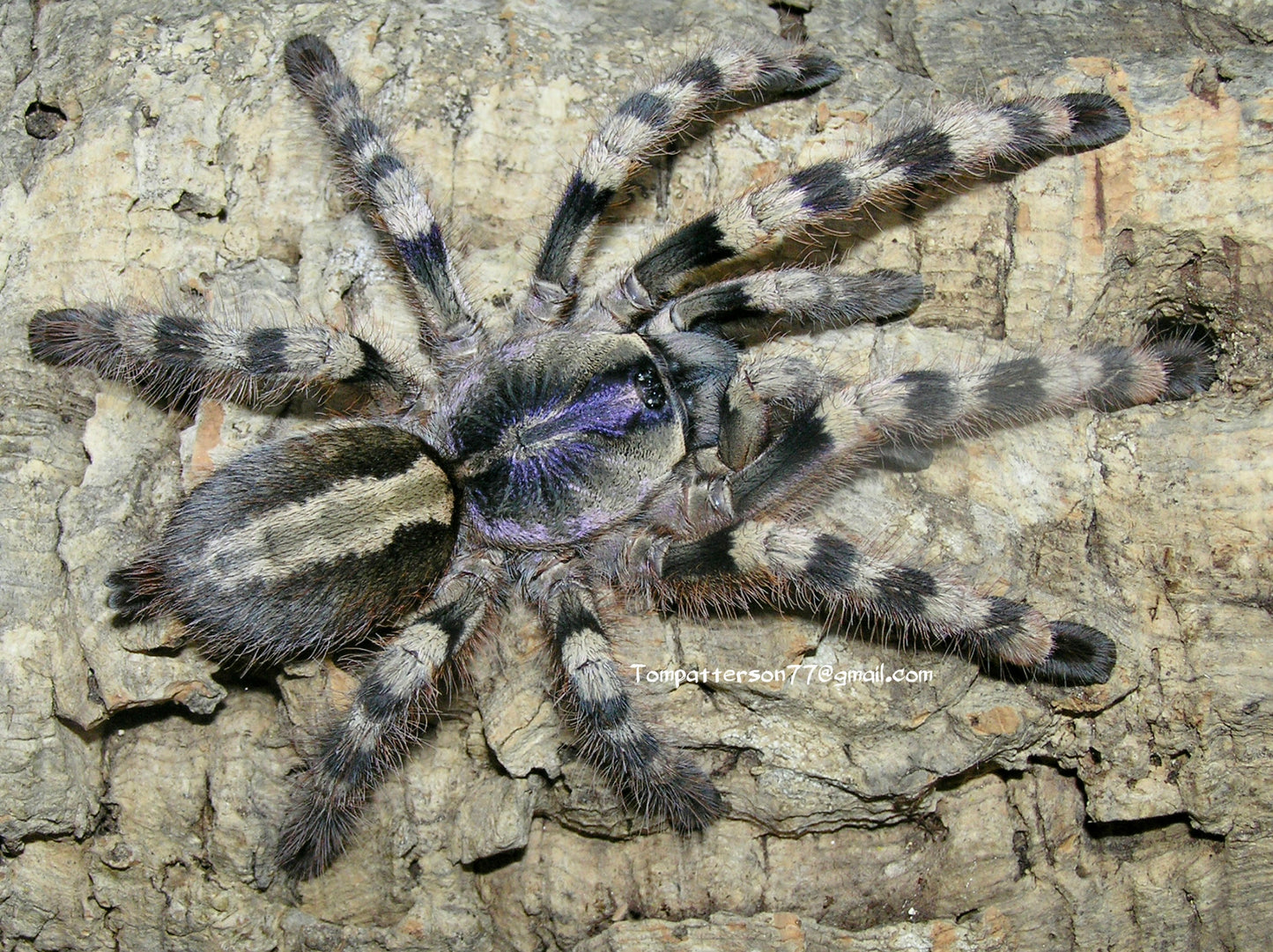 Poecilotheria formosa