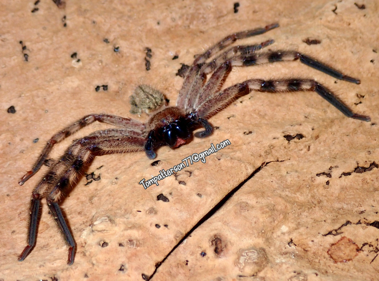 Rhitymna verruca 2”