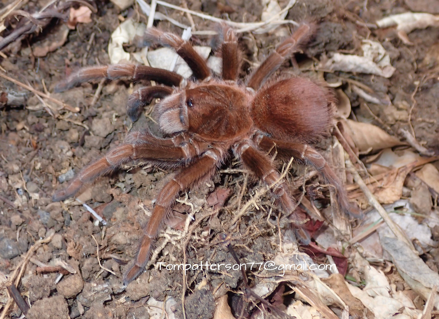 Acanthoscurria maga 1/4”