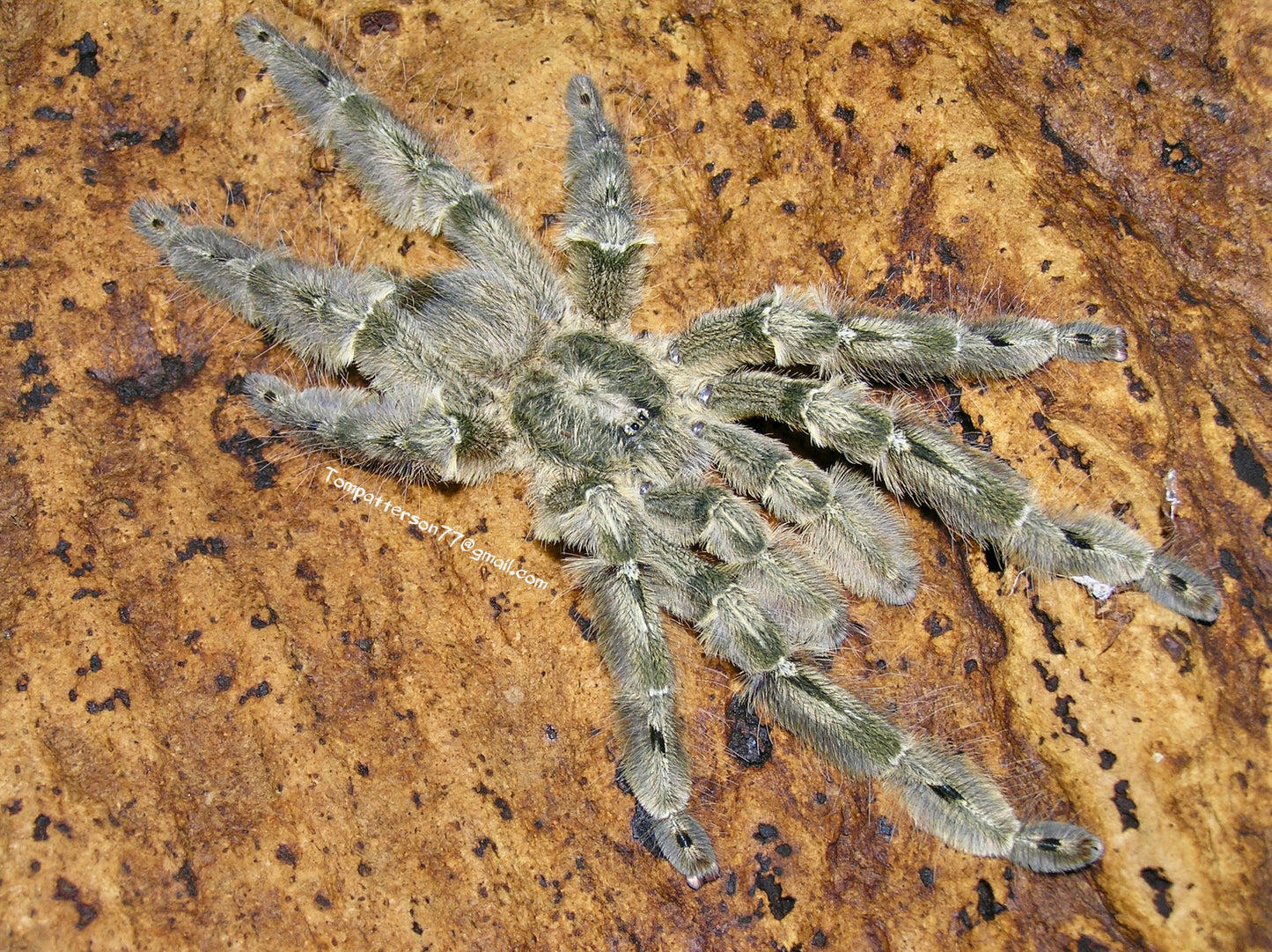Stromatopelma calceatum 1”+
